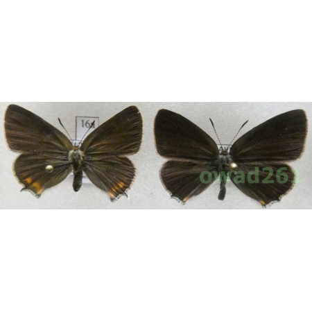 Satyrium acaciae (Fabricius, 1787) pair Czech16a
